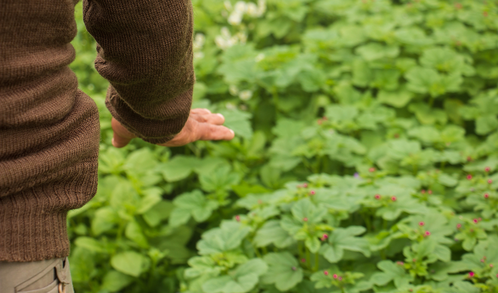 man's hand grazing over the top of some plants